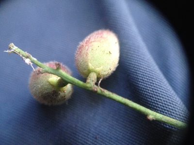 Trichilia elegans, photographed by Étienne Lacroix-Carignan