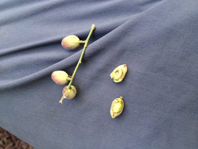 Trichilia elegans, photographed by Étienne Lacroix-Carignan