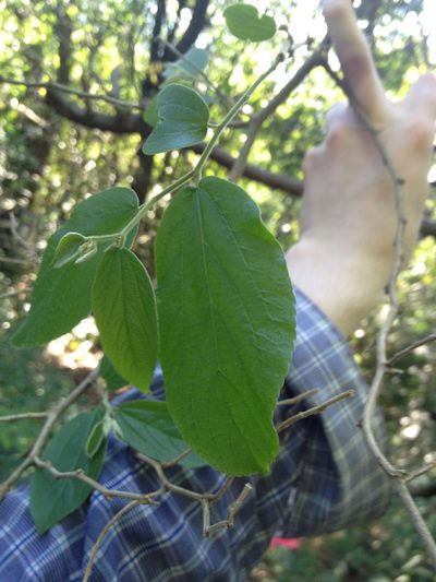 Celtis clausseniana, photographed by Étienne Lacroix-Carignan
