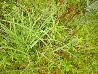 Carex vaginata, photographed by Rob Foster