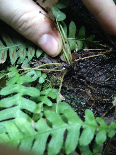 Blechnum polypodioides, photographed by Étienne Lacroix-Carignan