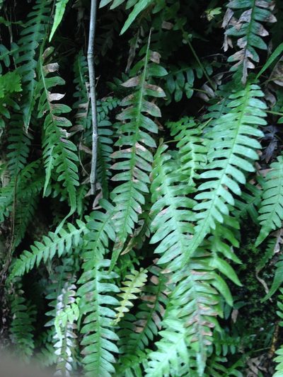 Blechnum polypodioides, photographed by Étienne Lacroix-Carignan