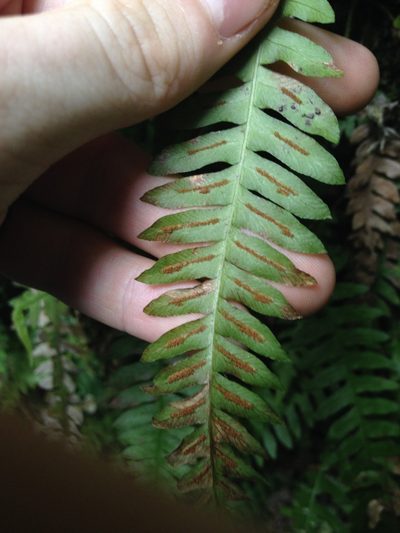 Blechnum polypodioides, photographed by Étienne Lacroix-Carignan