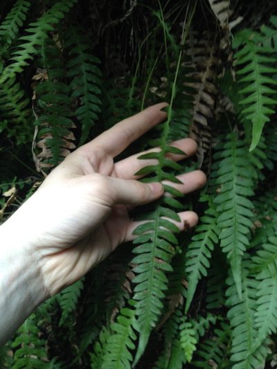 Blechnum polypodioides, photographed by Étienne Lacroix-Carignan