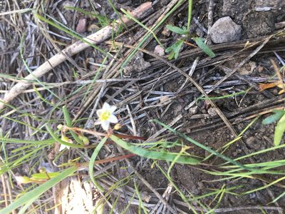 Erocallis triphylla, photographed by rickr