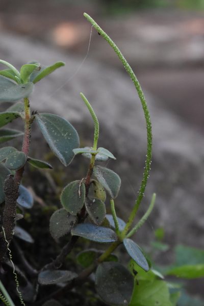 Peperomia increscens, photographed by Étienne Lacroix-Carignan