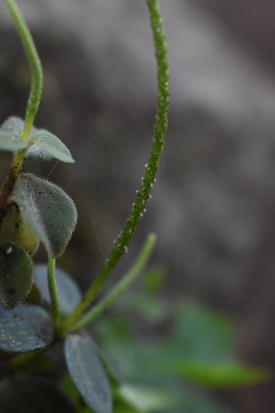 Peperomia increscens, photographed by Étienne Lacroix-Carignan