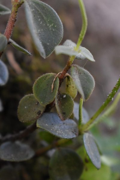 Peperomia increscens, photographed by Étienne Lacroix-Carignan
