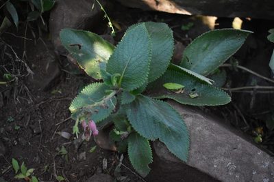 Sinningia sellovii, photographed by Étienne Lacroix-Carignan