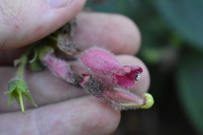 Sinningia sellovii, photographed by Étienne Lacroix-Carignan
