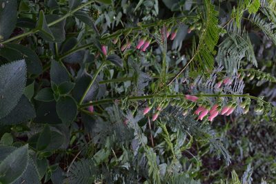 Sinningia sellovii, photographed by Étienne Lacroix-Carignan
