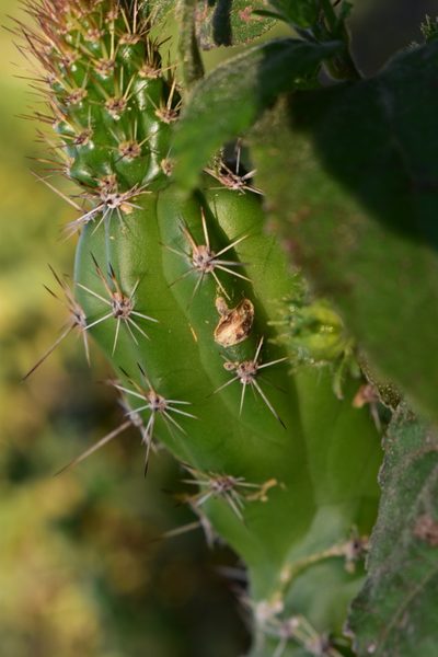 Praecereus euchlorus, photographed by Étienne Lacroix-Carignan