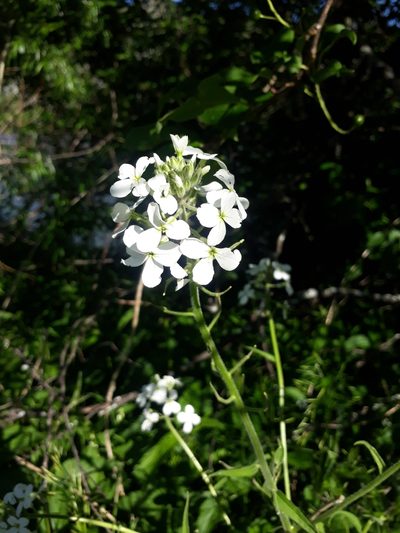Hesperis sibirica, photographed by Кристина Медведева