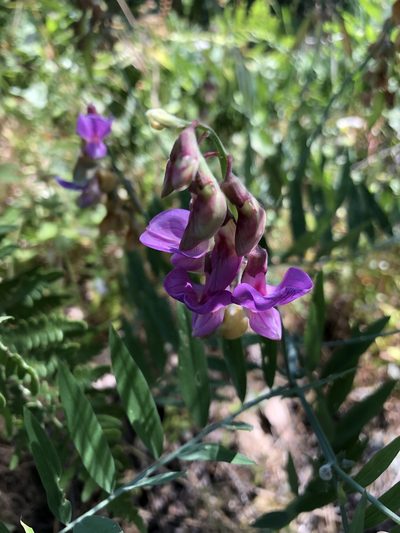 Lathyrus jepsonii, photographed by Chris Sulots