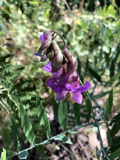 Lathyrus jepsonii, photographed by Chris Sulots