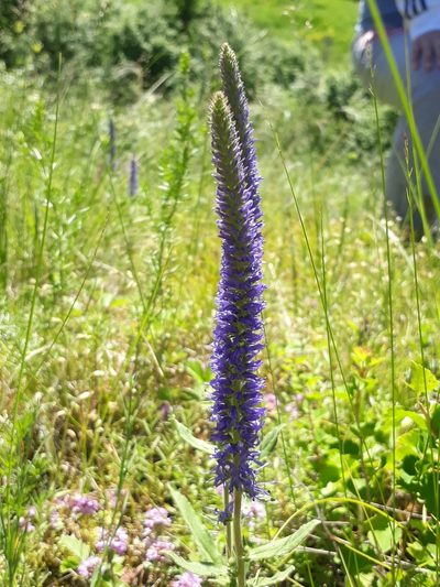 Veronica porphyriana, photographed by Кристина Медведева