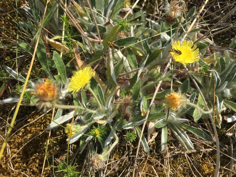 Pilosella peleteriana, photographed by Dorte Stokholm