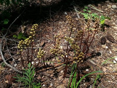 Pyrola aphylla, photographed by Tom Gulya