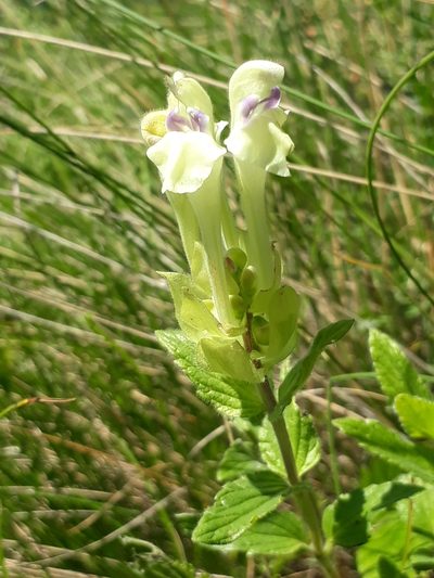 Scutellaria supina, photographed by Кристина Медведева