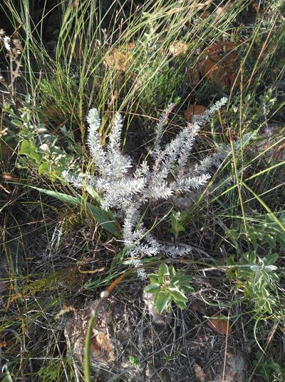 Aspalathus eustonbrownii, photographed by Brian du Preez