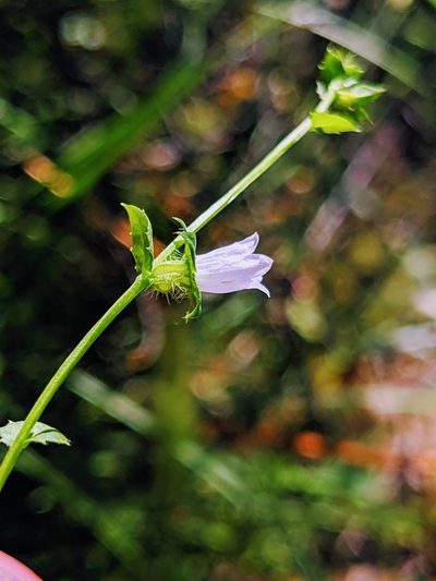 Heterocodon rariflorus, photographed by Alex Heyman