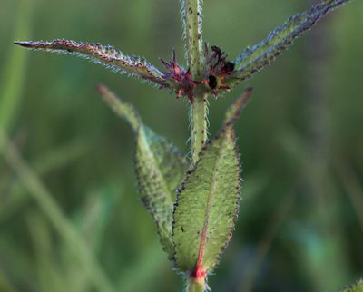 Stachys hispida, photographed by aarongunnar