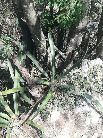 Agave funkiana, photographed by Francisco Martínez González