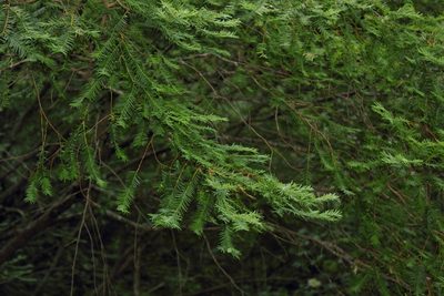 Taxus globosa, photographed by Juan Cruzado Cortés
