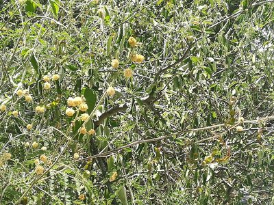 Mimosa malacophylla, photographed by Francisco Martínez González