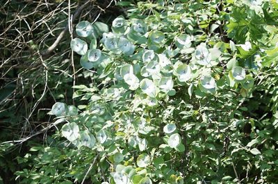 Lonicera reticulata, photographed by Mike B