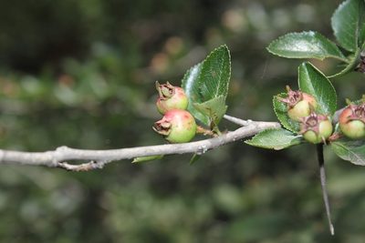 Crataegus rosei, photographed by Juan Cruzado Cortés