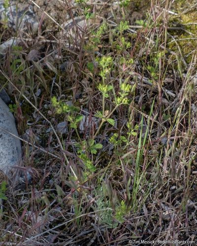 Potentilla biennis, photographed by Tim Messick