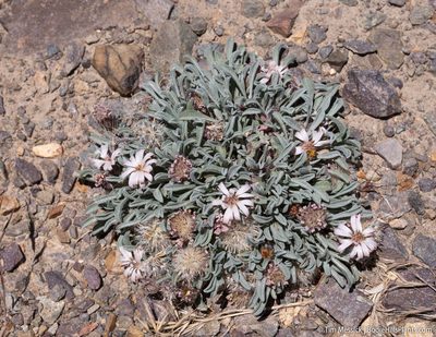 Townsendia scapigera, photographed by Tim Messick