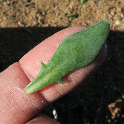 Othonna quercifolia, photographed by Kevin Murray