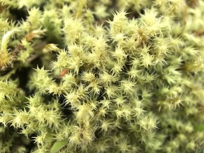 Niphotrichum ericoides, photographed by Andrew Melton
