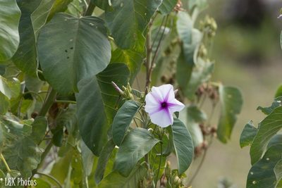 Ipomoea hildebrandtii, photographed by lallen