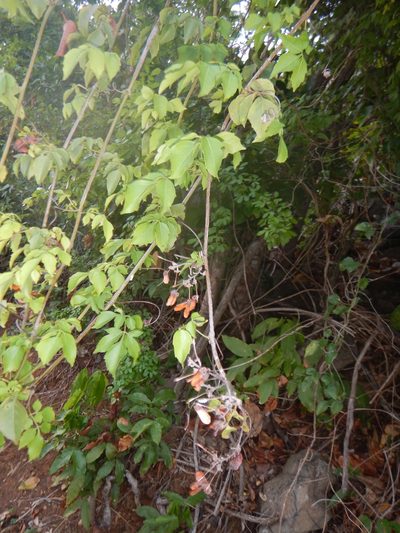 Serjania polyphylla, photographed by stinger
