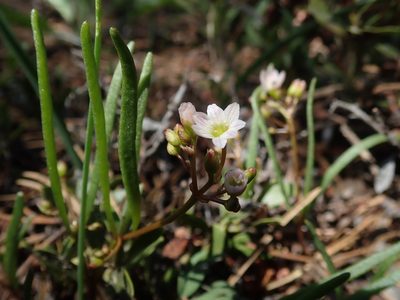 Erocallis triphylla, photographed by joergmlpts