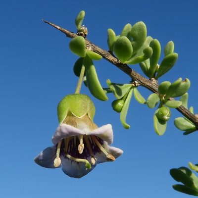 Lycium amoenum, photographed by Kevin Murray