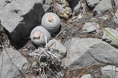 Epithelantha potosina, photographed by Pedro Nájera Quezada