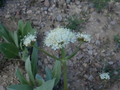 Valeriana californica, photographed by joergmlpts