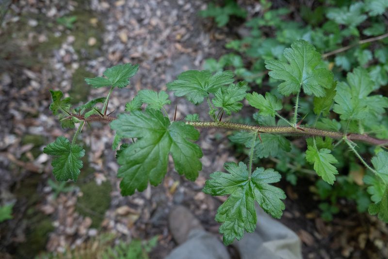 Ribes sericeum, photographed by Kyle Nessen