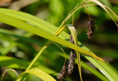 Carex lyngbyei, photographed by Connie Taylor