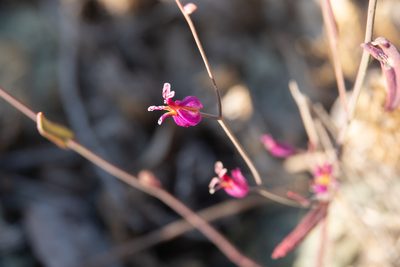 Streptanthus glandulosus, photographed by Kyle Nessen