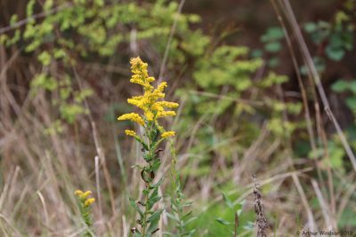 Solidago fistulosa, photographed by Arthur Windsor
