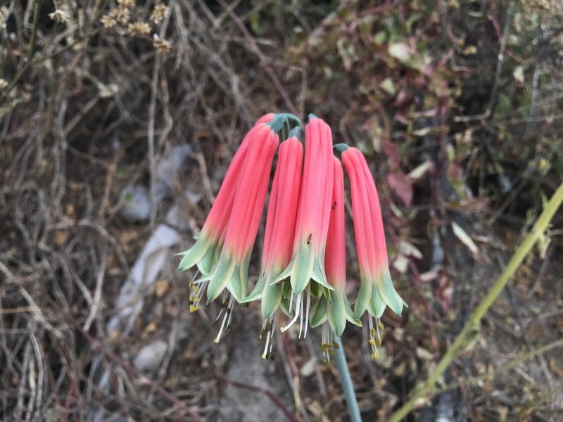 Phaedranassa dubia, photographed by Brendan Black