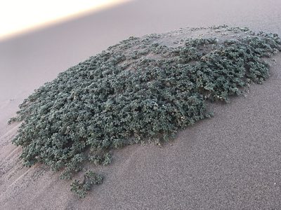 Tiquilia atacamensis, photographed by william_hoyer
