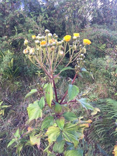 Erato vulcanica, photographed by tlaloc27