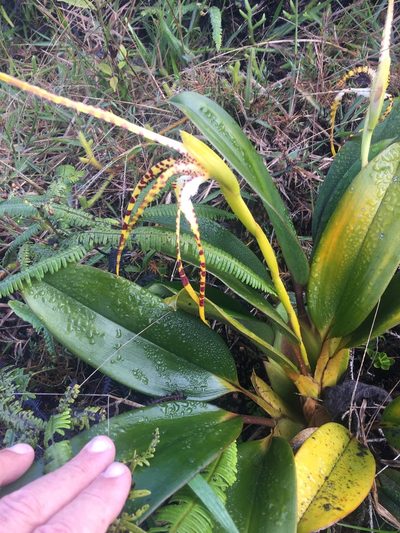 Maxillaria speciosa, photographed by tlaloc27