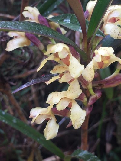 Maxillaria embreei, photographed by tlaloc27